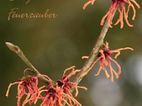 Hamamelis Boehljes Feuerzauber 2015 02 07 3234